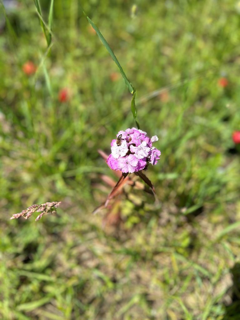 Naturschutzbund; Natur im Siedlungsraum; BORG Lauterach; Bianca Burtscher; Maya Merten