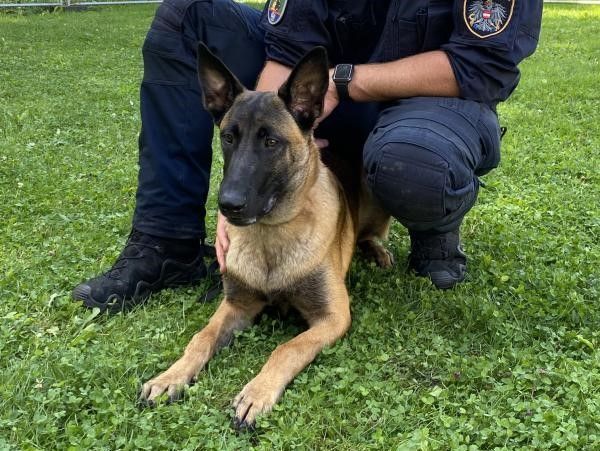 Polizeihund „Hendrix“ stellte Ladendieb in Dornbirn