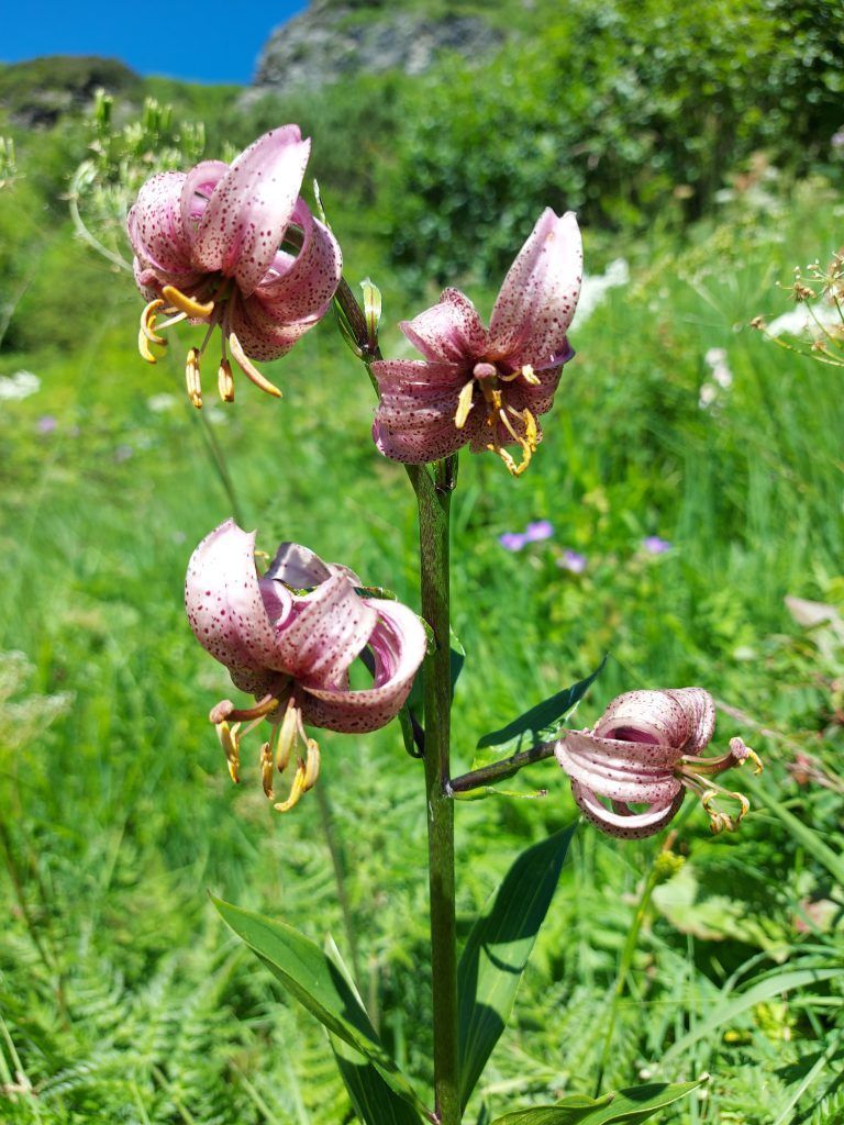 Wanderserie Heide Bechtold Stafelalpsee