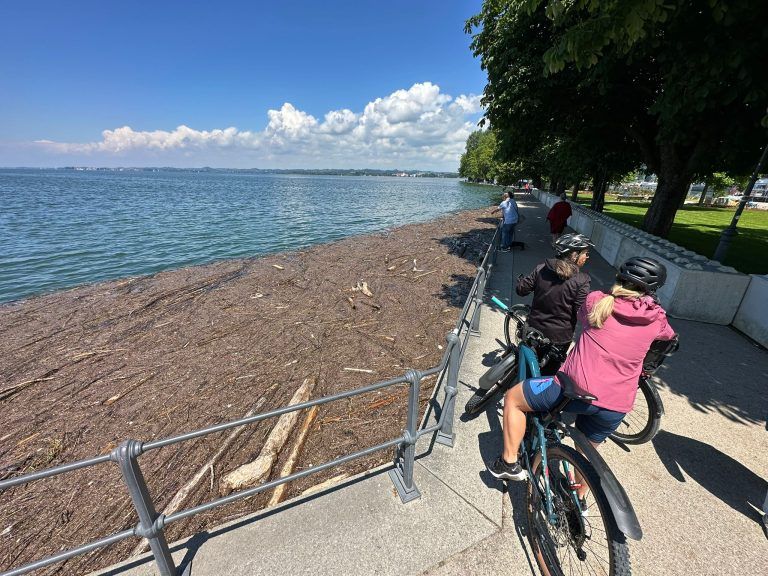 Treibholz Bregenz