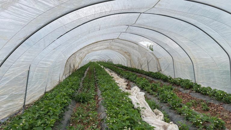 Beerenanbau Dornbirner Ried Beeren Winder Peter Winder Erdbeeren Spargel
