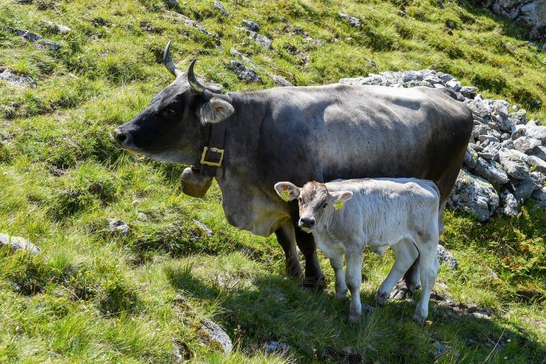 Vorarlbergs schönste Sennalpen: Alpe Gafluna und Alpe Alpgues