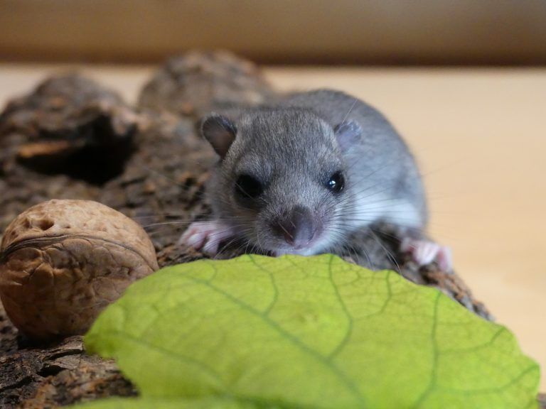 Wildtierhilfe