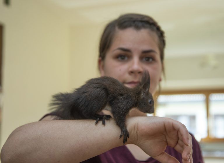 Katharina von der Wildtierhilfe, sie haben grad Eichhörnchen vor der Auswilderung