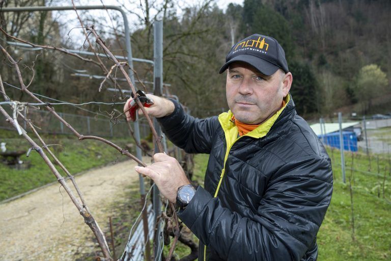 Vegetation und Frost osef Möth in seinem Weinberg und schauen uns die Knospen an, die vielleicht zu früh zu treiben beginnen.