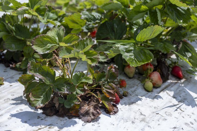 Erbeeren Karg schlechte ernte Ernteausfall Regen Wetter Landwirtschaft