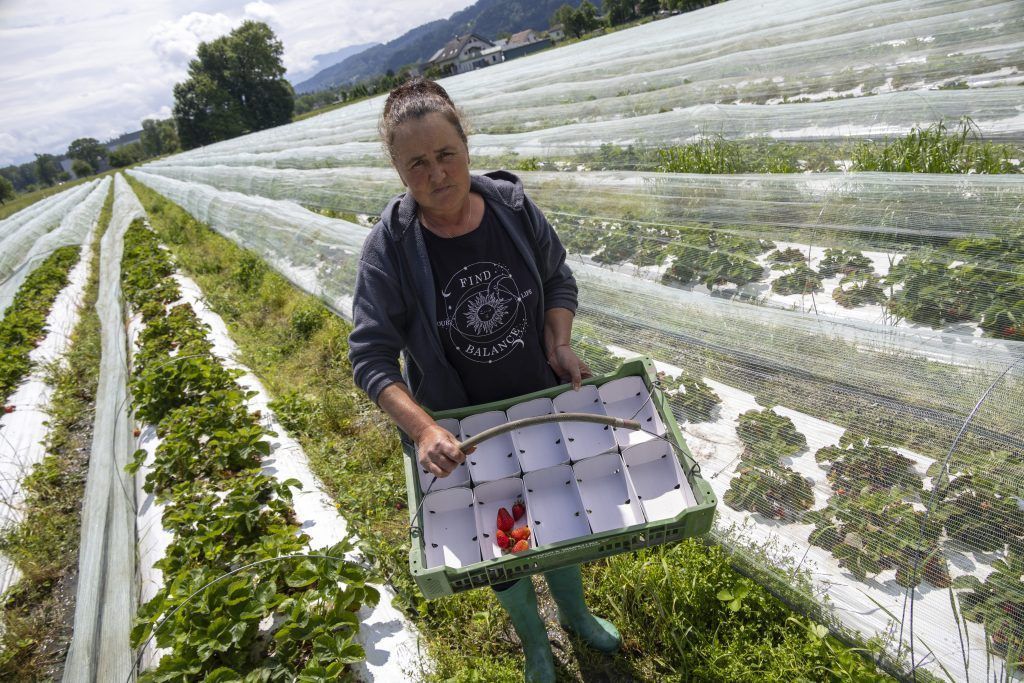 &#8220;Wir müssen jede dritte Erdbeere entsorgen&#8221;