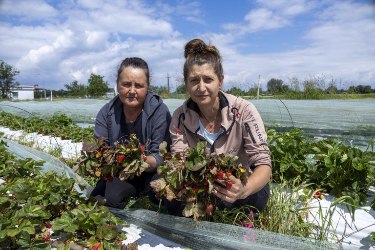 Erbeeren Karg schlechte ernte Ernteausfall Regen Wetter Landwirtschaft