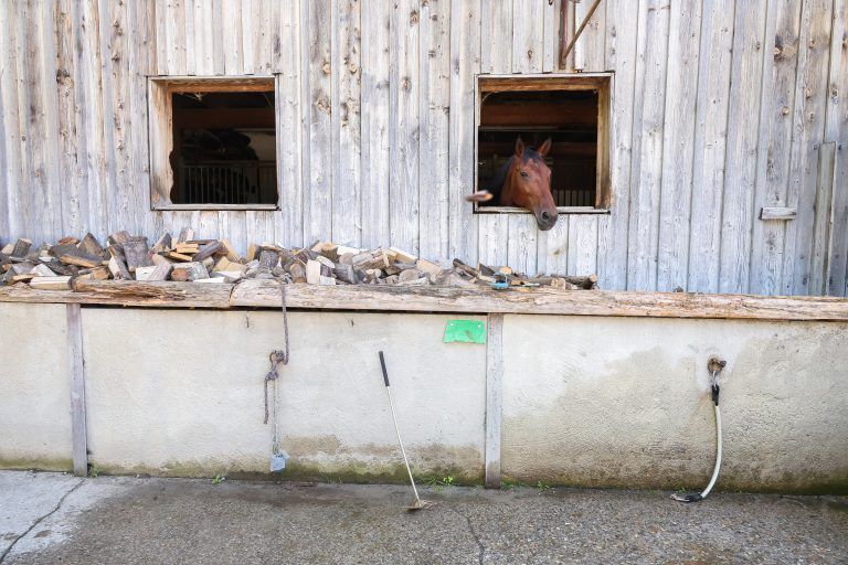 Ein großes Herz für Tiere
