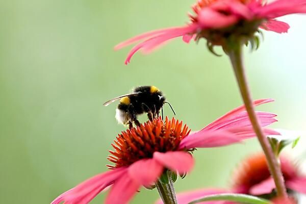 Postbusse &#8220;sammeln&#8221; für Insekten-Vielfalt