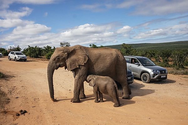 Spanischer Tourist in Südafrika von Elefant getötet