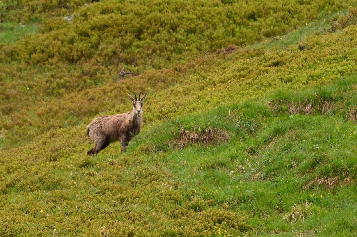 Das Leben in den Bergen ist hart. Durch den Klimawandel wird es auch für die Gams noch härter. (Salzgeber) - Klima-Guides erstmals im Land ausgebildet - Klima-Guides erstmals im Land ausgebildet