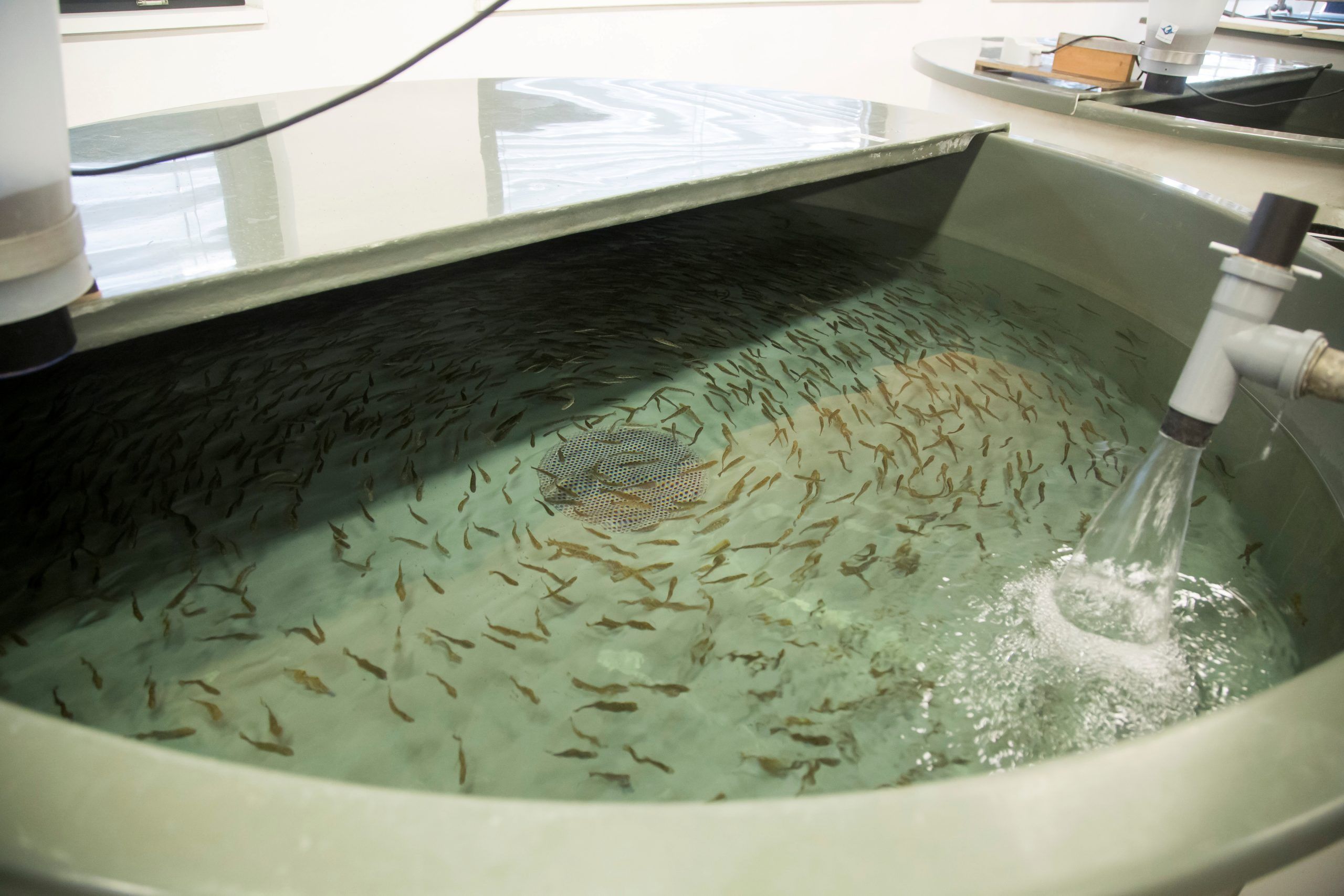 Landesfischereizentrum Hard Fisch Fischerei Bodensee Gewässer Wasser