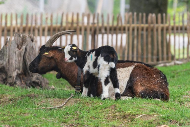 Babyboom im Wildpark Feldkirch