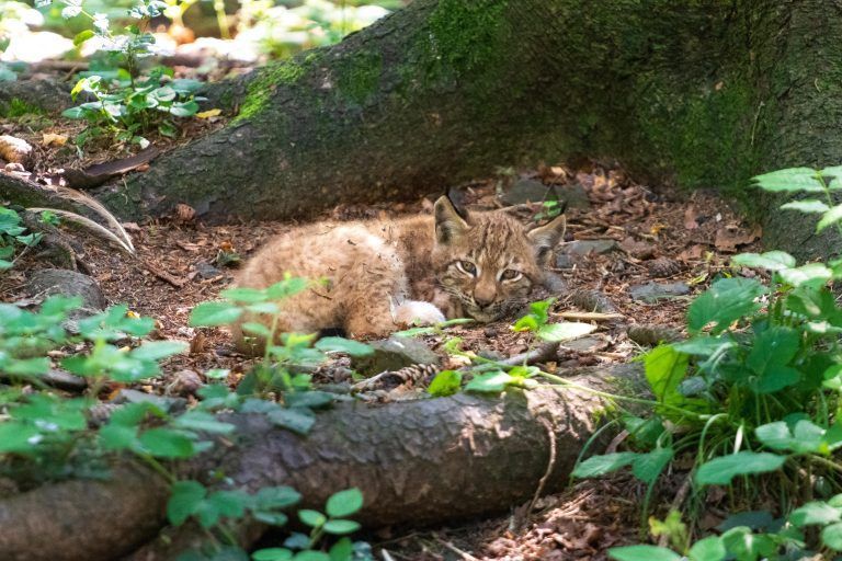 Seltener Nachwuchs im Feldkircher Wildpark