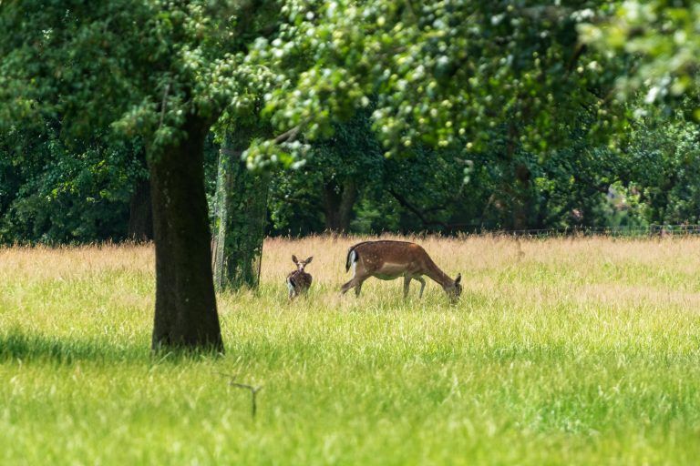 Seltener Nachwuchs im Feldkircher Wildpark