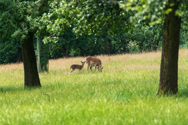 Seltener Nachwuchs im Feldkircher Wildpark