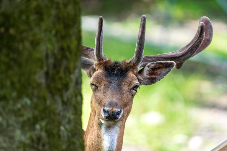 Seltener Nachwuchs im Feldkircher Wildpark
