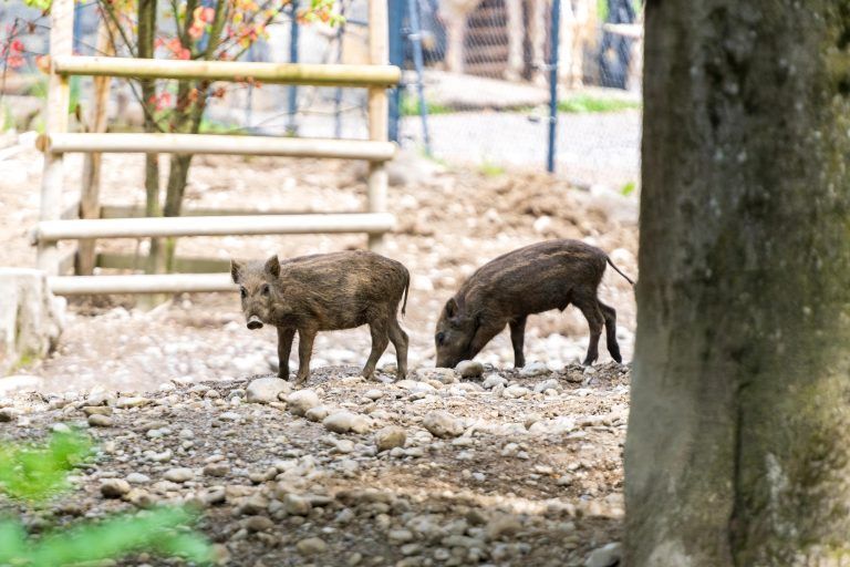 Seltener Nachwuchs im Feldkircher Wildpark