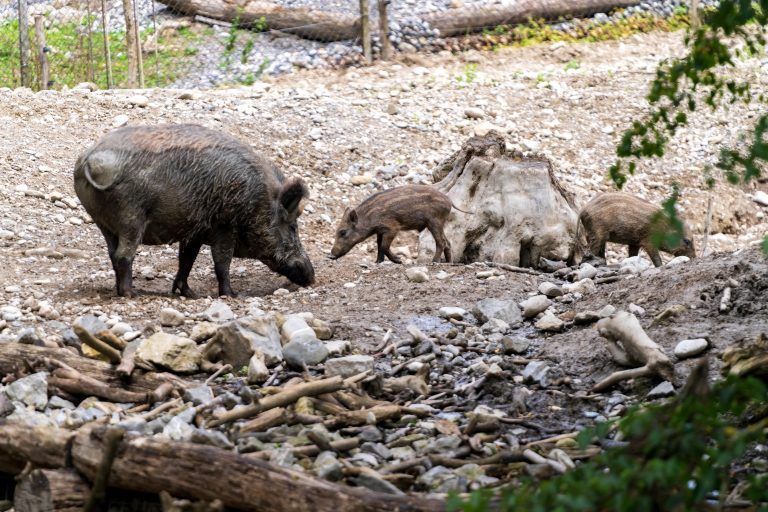 Seltener Nachwuchs im Feldkircher Wildpark