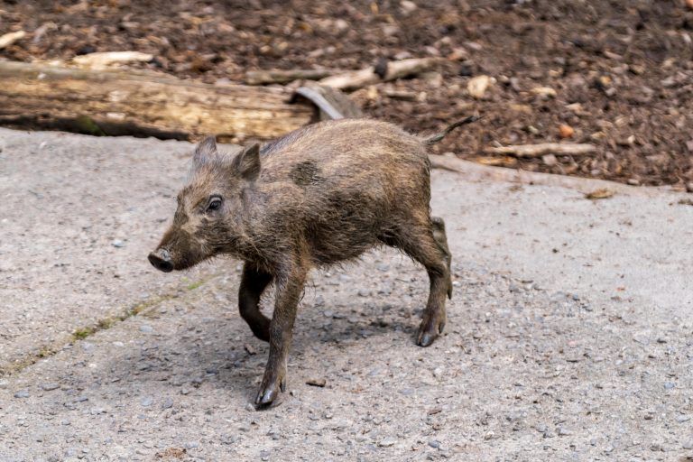 Seltener Nachwuchs im Feldkircher Wildpark