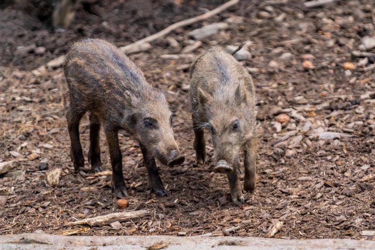 Seltener Nachwuchs im Feldkircher Wildpark