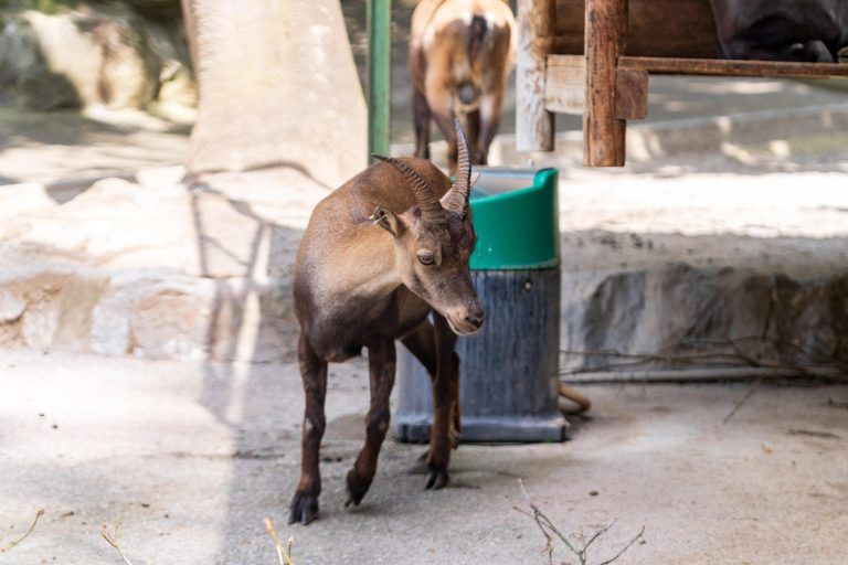 Seltener Nachwuchs im Feldkircher Wildpark