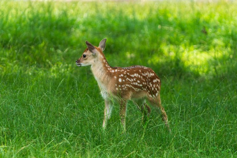 Seltener Nachwuchs im Feldkircher Wildpark