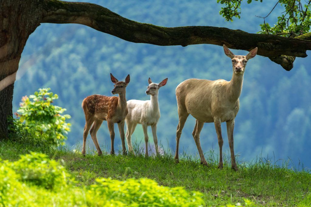 Seltener Nachwuchs im Feldkircher Wildpark