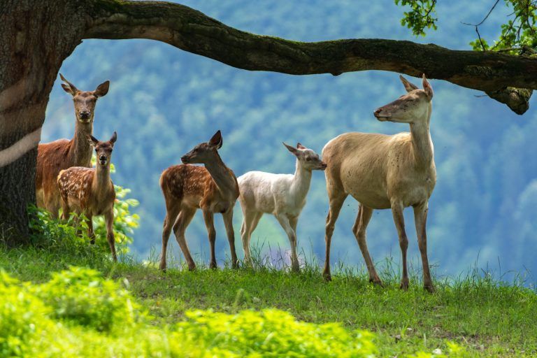 Seltener Nachwuchs im Feldkircher Wildpark