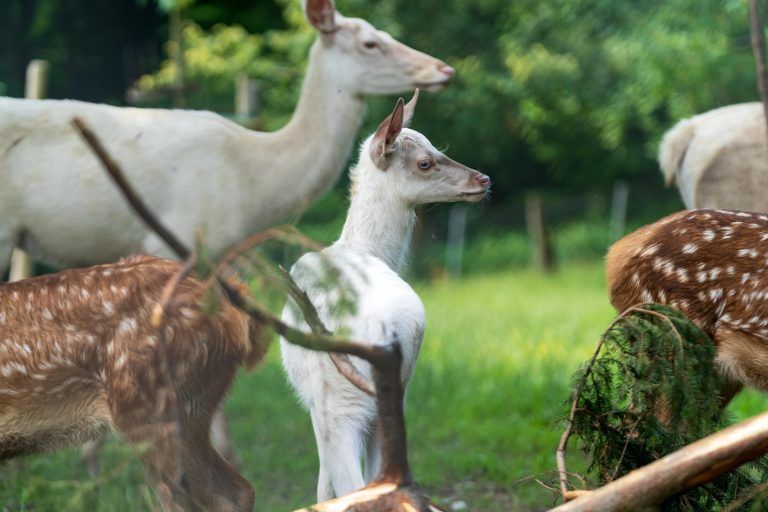 Seltener Nachwuchs im Feldkircher Wildpark