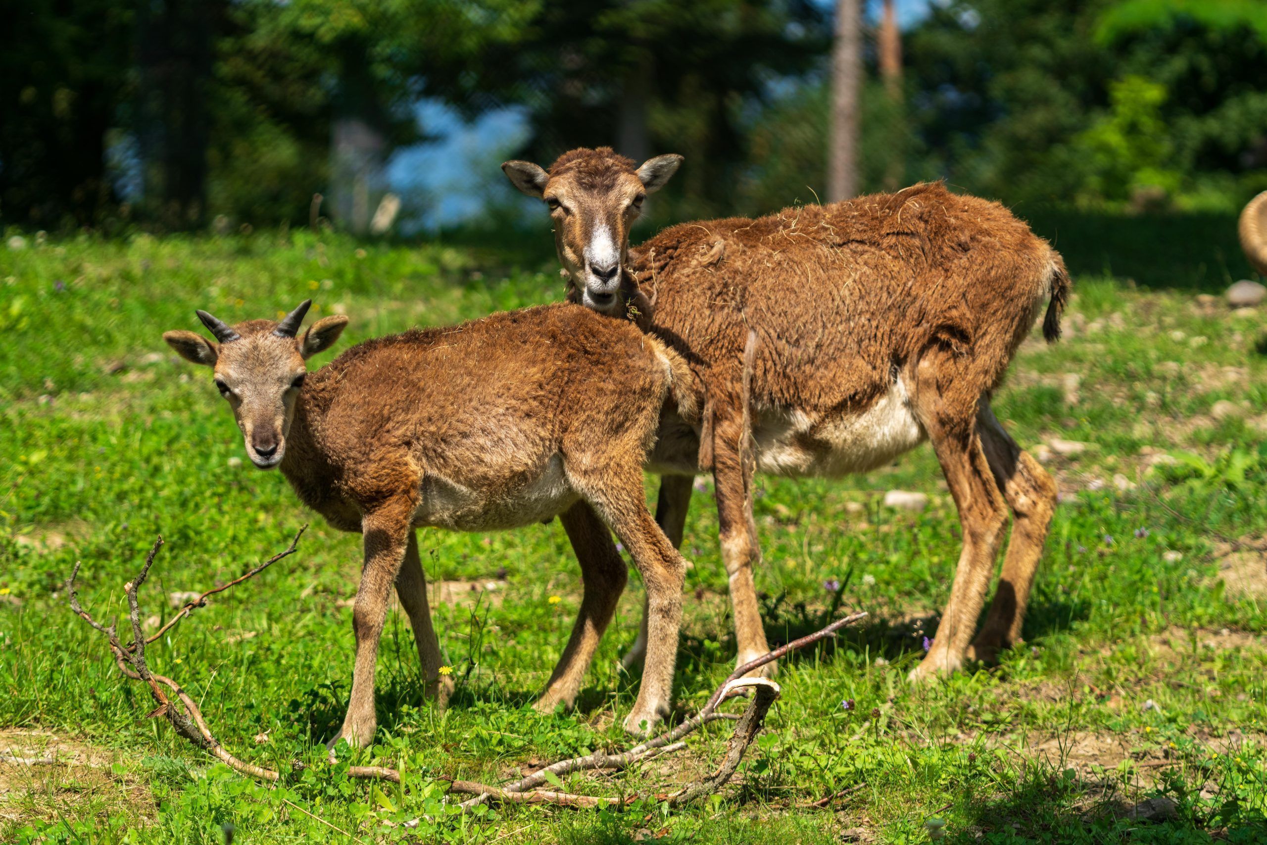 Seltener Nachwuchs im Feldkircher Wildpark