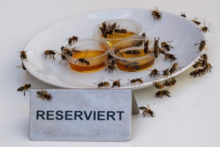 ABD0058_20230814 – MNCHEN – DEUTSCHLAND: 14.08.2023, Bayern, Mnchen: Drei Behlter mit Honig stehen auf einem Teller in einem Strassencafe, um Wespen von den Tischen der Gste abzulenken. Im Vordergrund steht ein Schild mit der Aufschrift áReserviertá. Foto: Peter Kneffel/dpa +++ dpa-Bildfunk +++. – FOTO: APA/dpa/Peter Kneffel