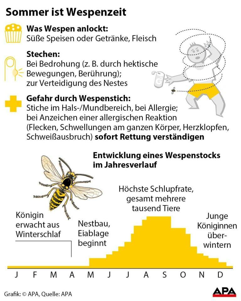 Speisen, die Wespen anlocken, Factbox zu Stich und Gesundheitsgefahren; Entwicklung eines Wespenstocks im Jahresverlauf GRAFIK 0650-18, 88 x 110 mm