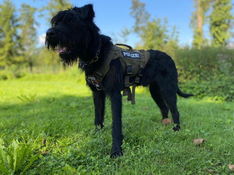 Polizeidiensthund Max