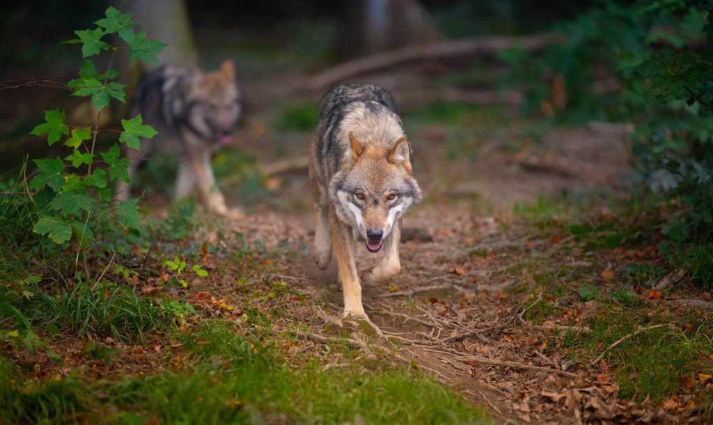 Muss man sich in Vorarlberg vor dem Wolf fürchten?