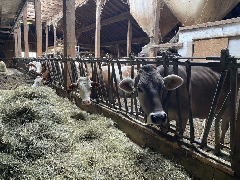 Jürgen Burtscher, Bergbauernhof, Ludescherberg, Landwirt, Bauernhof