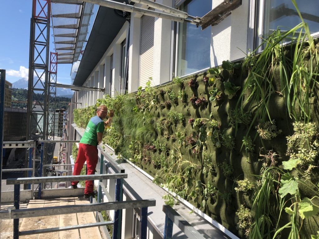 Grünes Großprojekt: Vorarlberger Unternehmen verpflanzt 7500 Pflanzen an eine Fassade