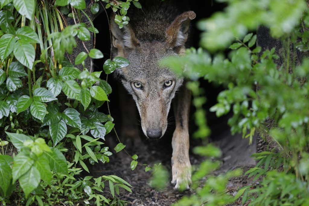 Im Bregenzerwald geht die Angst um: Kuh von Wolf attackiert, BH erteilt Abschussgenehmigung