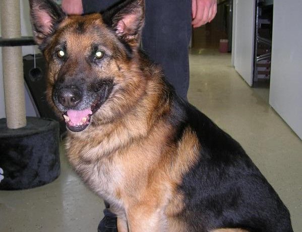 Stadtpolizist erschoss Hund nach Biss-Attacke