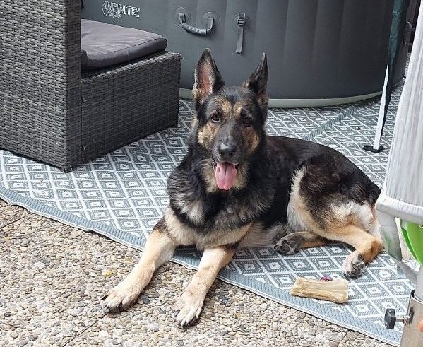 Polizist erschoss Hund nach Beißattacke: Das sagen die Besitzer