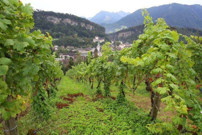 Weinbau Fulterer