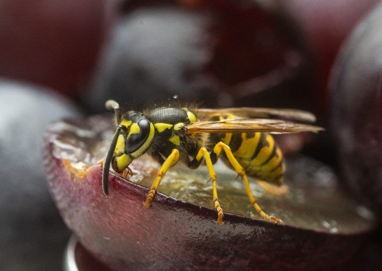 Insekten Insektenplage Wespen Wespe