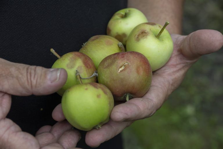 Obstbauer Alois Greiner Hagel Hagelschaden Apfel Apfelanbau Obst Unwetter
