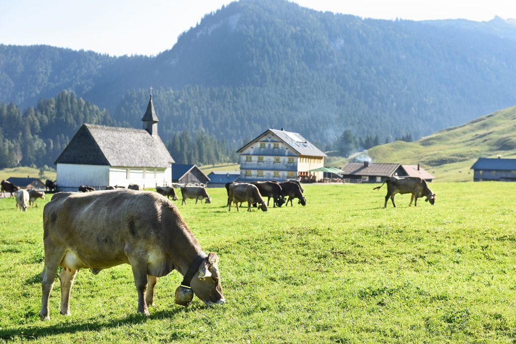 Im Bregenzerwald geht die Angst um: Kuh von Wolf attackiert, BH erteilt Abschussgenehmigung