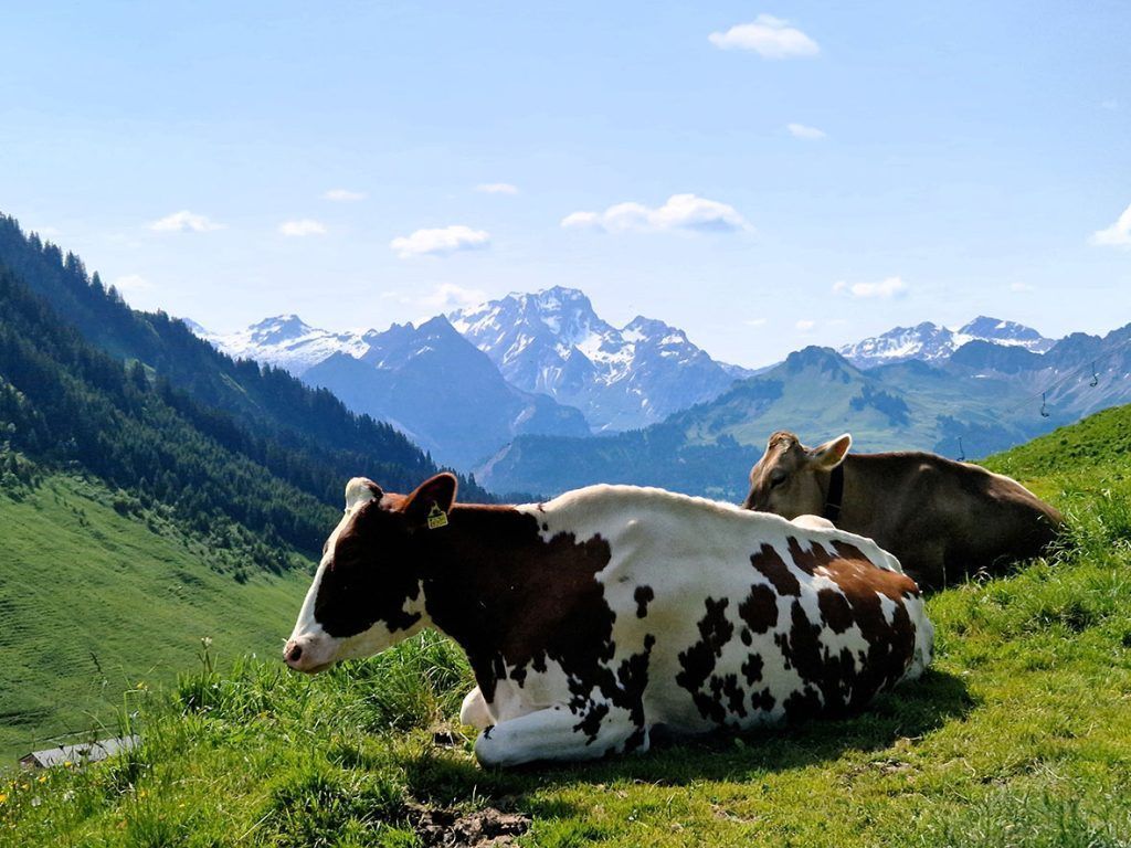 Auf den höchsten Berg des Bregenzerwald-Gebirges