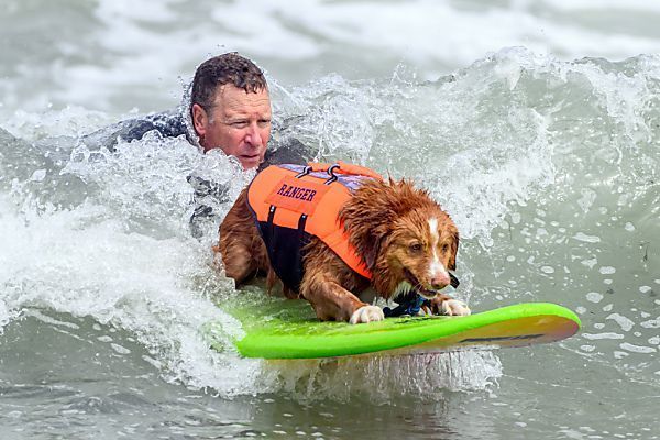 Aufsehenerregender Hunde-Surf-Wettbewerb in Kalifornien