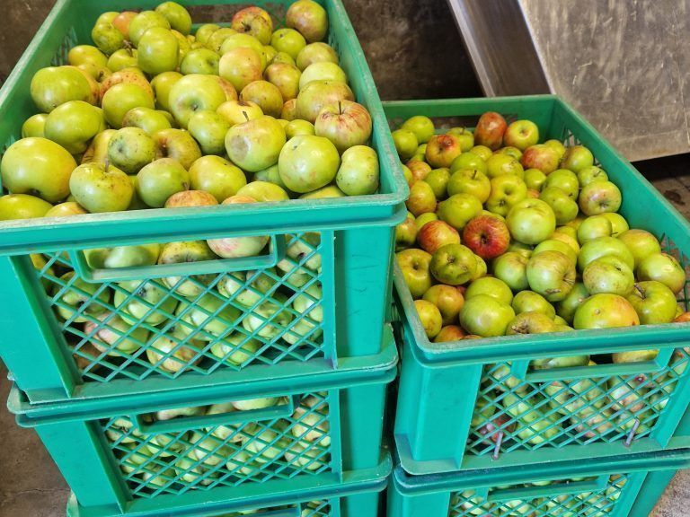 Das Obst wartet .... - Mosterei Altenstadt wieder geöffnet