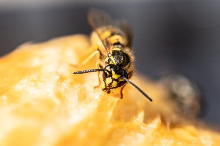 Symbolfoto Wespen, Feature Wespen, Wespenplage, Insekten