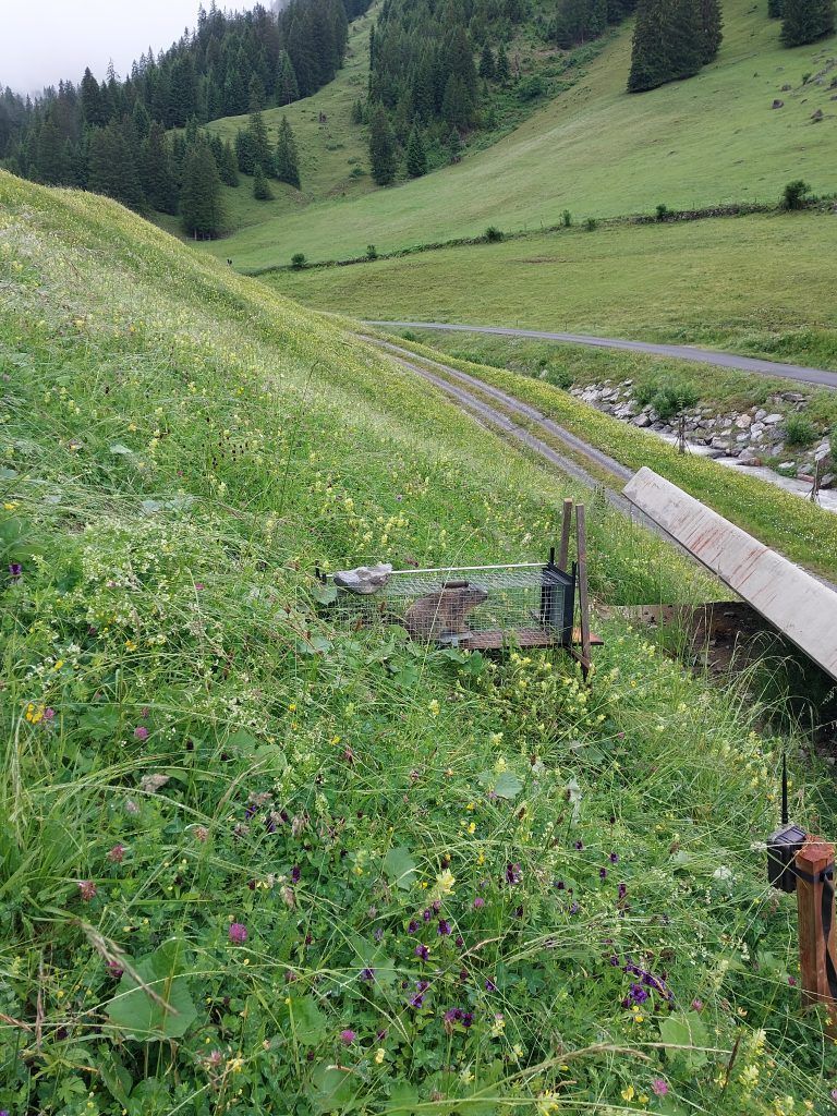 Umsiedlung Murmeltiere